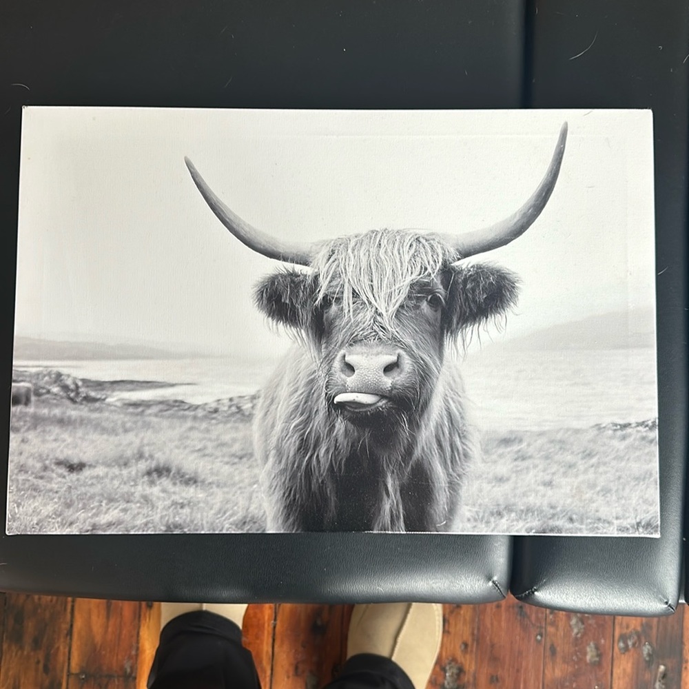 Amazon cow poster